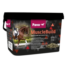 musclebild